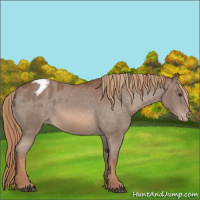Horse Color:Chestnut Appaloosa