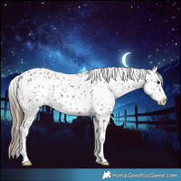 Horse Color:Grullo Appaloosa 