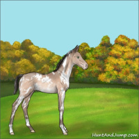 Horse Color:White Spotted Sable Champagne Rabicano 