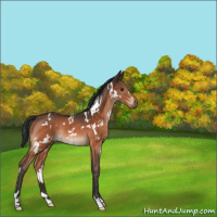 Horse Color:White Spotted Brown Rabicano
