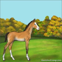 Horse Color:Buckskin Splash 