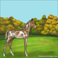 Horse Color:White Spotted Silver Smoky Black Rabicano 