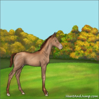 Horse Color:Gray Gold Champagne Rabicano