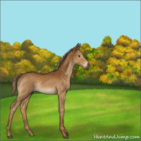 Horse Color:Gray Palomino Rabicano 