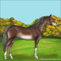 Horse Color:Liver Chestnut Mushroom 