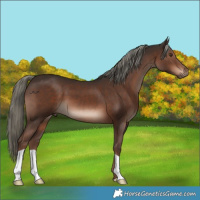 Horse Color:Liver Chestnut Mushroom 