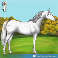 Horse Color:Liver Chestnut Mushroom Sabino 