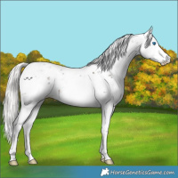 Horse Color:Liver Chestnut Mushroom Sabino Splash 