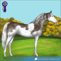 Horse Color:Liver Chestnut Mushroom Sabino Splash 