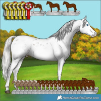 Horse Color:Liver Chestnut Mushroom Sabino Splash 