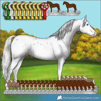 Horse Color:Liver Chestnut Mushroom Sabino Splash 