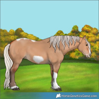 Horse Color:Silver Bay Dun Sabino Tobiano Frame Rabicano