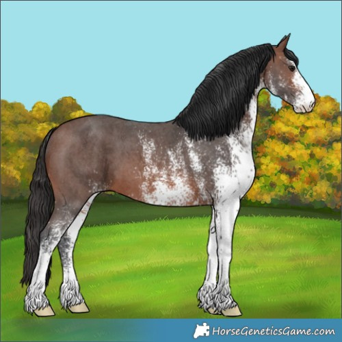 Horse Color:White Spotted Brown 