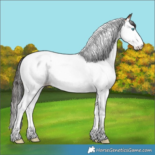 Horse Color:White Spotted Bay Splash Tobiano 