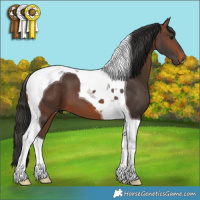 Horse Color:Brown Tobiano 
