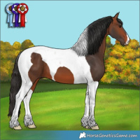 Horse Color:Bay Tobiano 