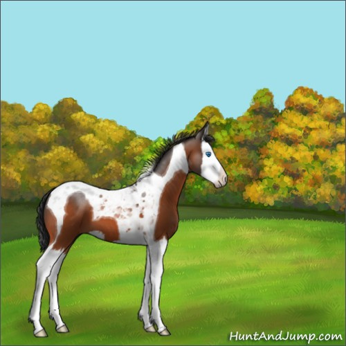 Horse Color:Bay Splash Tobiano 