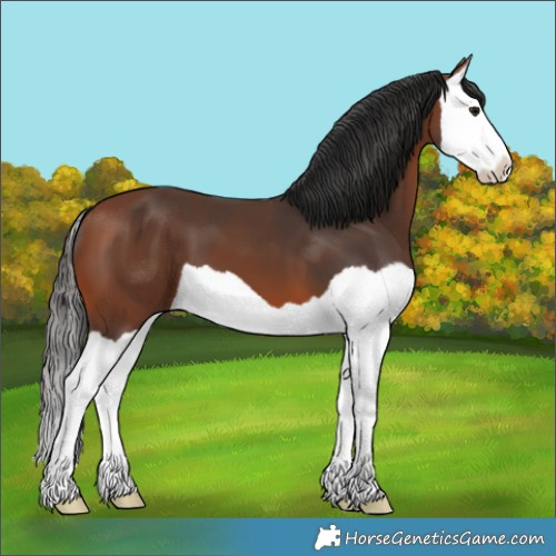 Horse Color:Bay Splash 