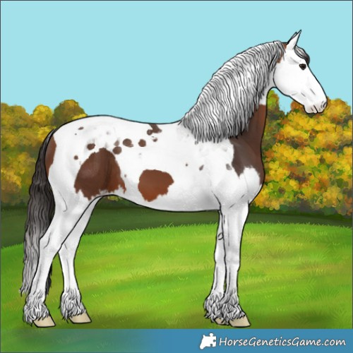 Horse Color:Bay Splash Tobiano 