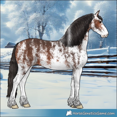 Horse Color:White Spotted Bay 