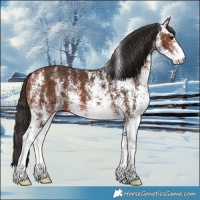 Horse Color:White Spotted Bay 