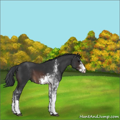Horse Color:Brown Sabino 