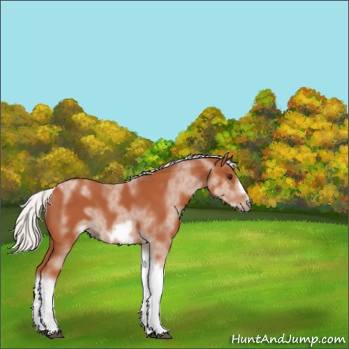Horse Color:White Spotted Silver Bay Tobiano Frame Rabicano 