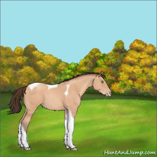 Horse Color:Amber Champagne Tobiano 