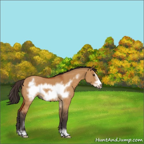 Horse Color:Buckskin Dun Sabino Frame 