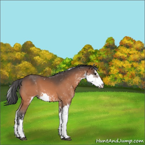 Horse Color:Bay Sabino 