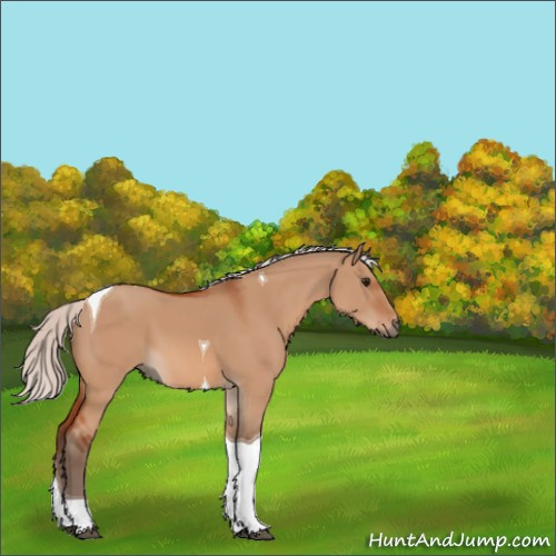 Horse Color:Silver Bay Dun Tobiano
