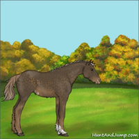 Horse Color:Chocolate Palomino Tobiano Appaloosa 