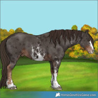 Horse Color:Liver Chestnut Sabino 