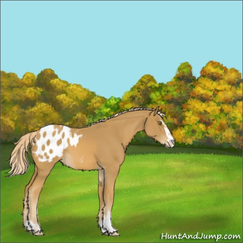 Horse Color:Palomino Sabino Appaloosa 