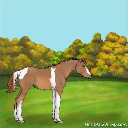 Horse Color:Chestnut Sabino Tobiano 