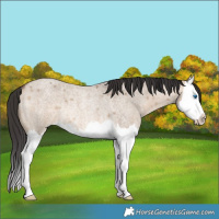 Horse Color:Brown Roan Dun Splash Rabicano 