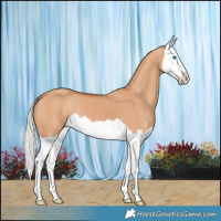Horse Color:Silver Bay Dun Splash