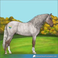 Horse Color:Silver Blue Roan 
