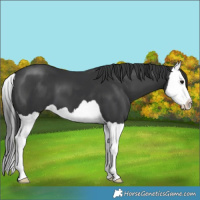 Horse Color:Black Splash