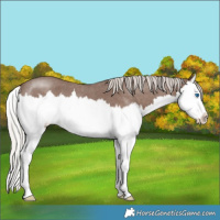 Horse Color:Silver Blue Roan Splash 