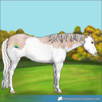Horse Color:Silver Bay Roan Splash 