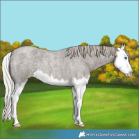 Horse Color:Silver Blue Roan Splash