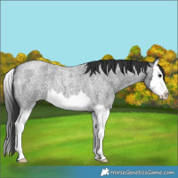 Horse Color:Blue Roan Splash 