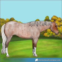 Horse Color:Silver Brown Roan 