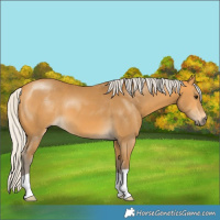 Horse Color:Silver Buckskin 