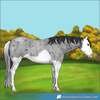 Horse Color:Blue Roan Splash 