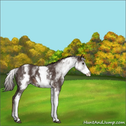 Horse Color:White Spotted Liver Chestnut 