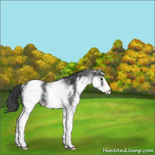 Horse Color:White Spotted Black Sabino Appaloosa 