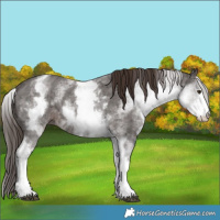 Horse Color:White Spotted Liver Chestnut Ice Sabino 