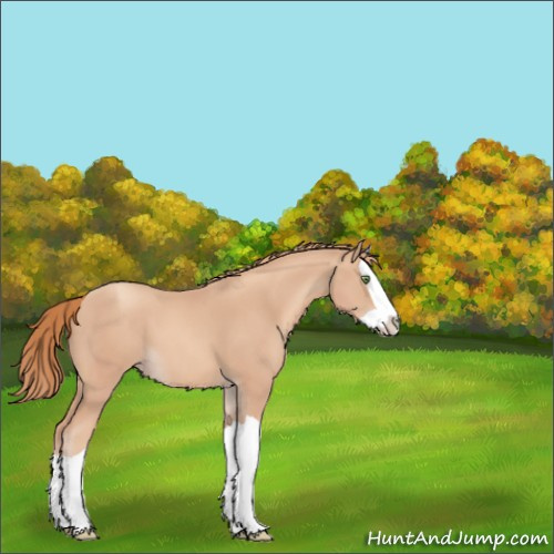 Horse Color:Gold Champagne Splash 